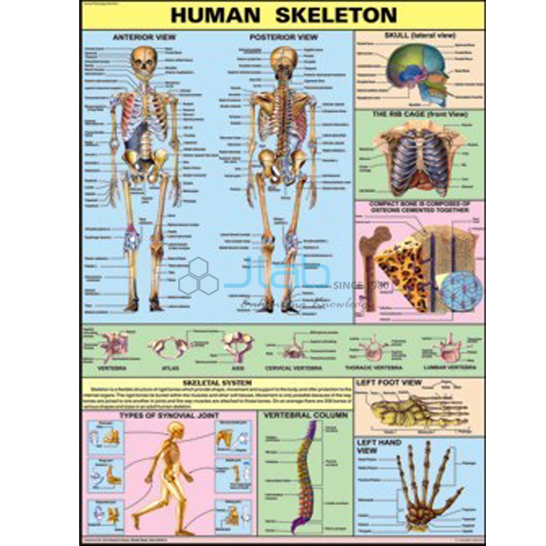 人体生理学的图表
