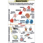 疟疾寄生虫图表