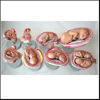 胎儿发育模型