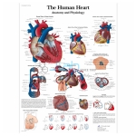 人类心脏图