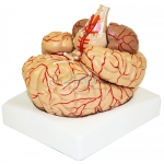 有动脉的大脑9部分