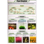 植物王国的图表
