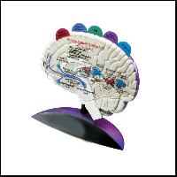 带标签覆盖的大脑模型