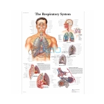 呼吸系统图