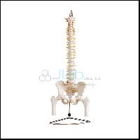 脊柱与骨盆和股骨头