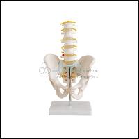 骨盆及腰椎