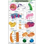 动物细胞细胞器图表
