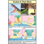 蛇和他们的咬伤图表