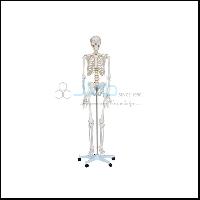 人体骨骼真人-身高170厘米